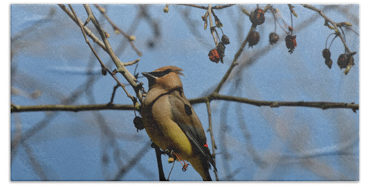  Beach Towel featuring the photograph Cedar Waxwing 2 by David Armstrong
