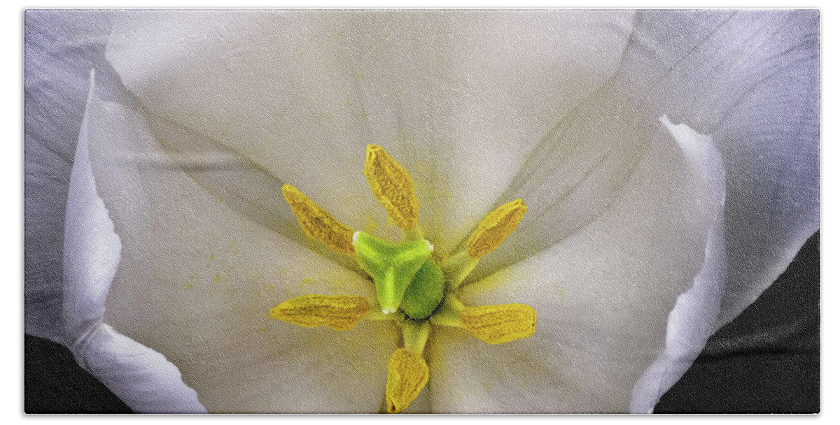 White Tulip Beach Towel featuring the photograph Center Of A Tulip by Endre Balogh