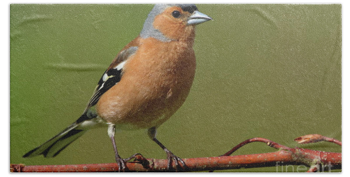  Beach Towel featuring the photograph Chaffinch male by Peter Skelton