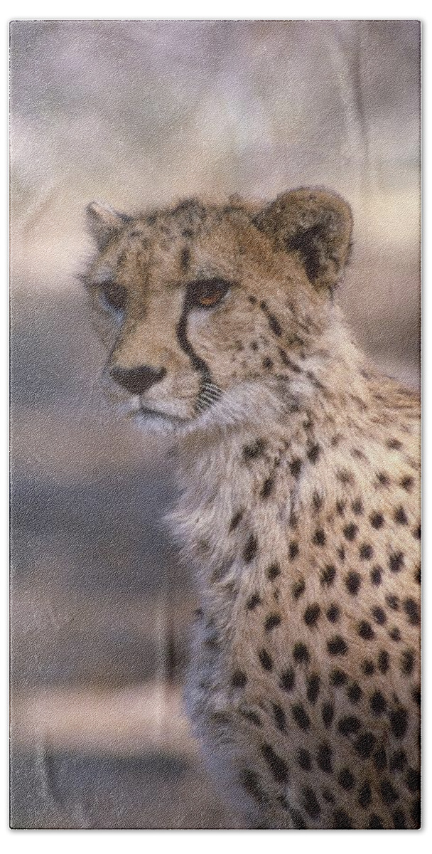 Cheetah Beach Towel featuring the photograph Cheetah Staring by Russel Considine