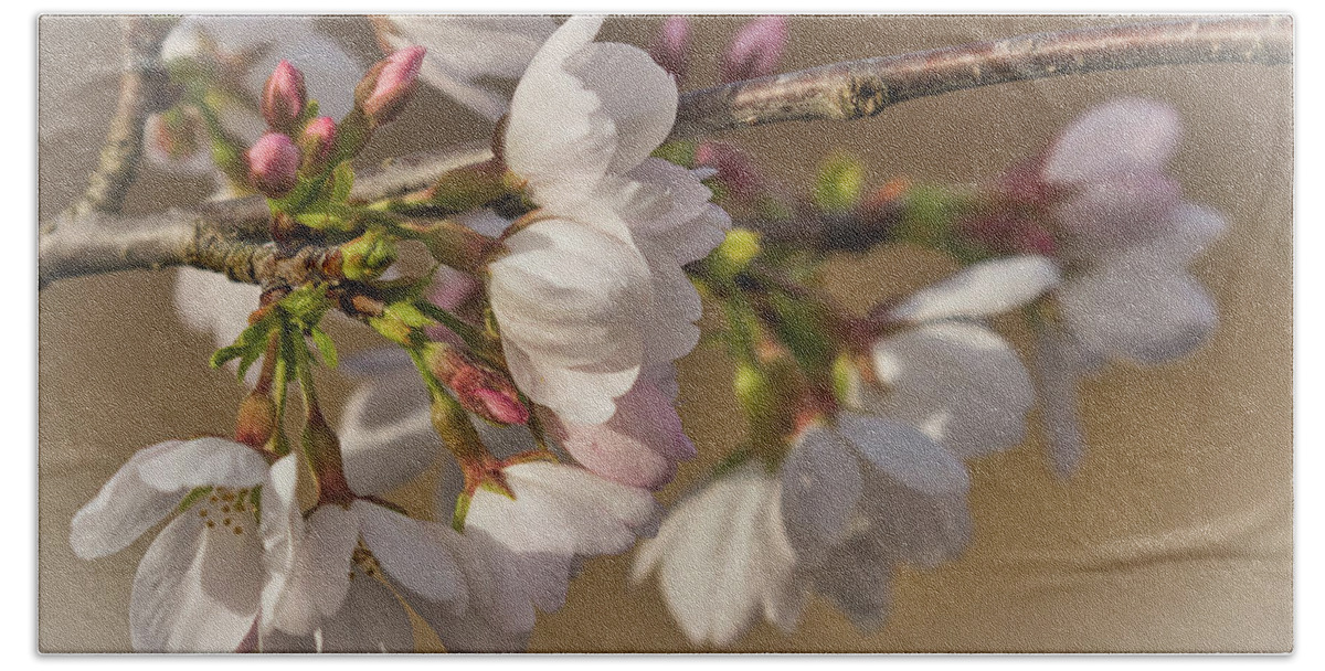 Cherry Blossoms Beach Sheet featuring the photograph Cherry Blossoms by Dorothy Cunningham