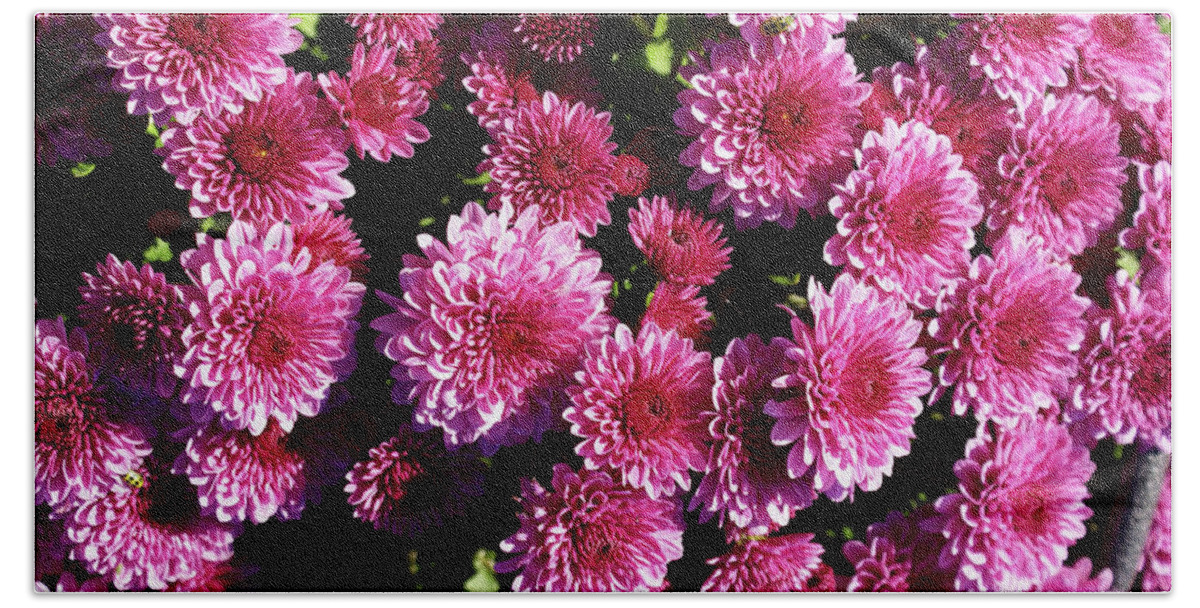 Chrysanthemums Beach Towel featuring the photograph Chrysanthemums by Deb Beausoleil