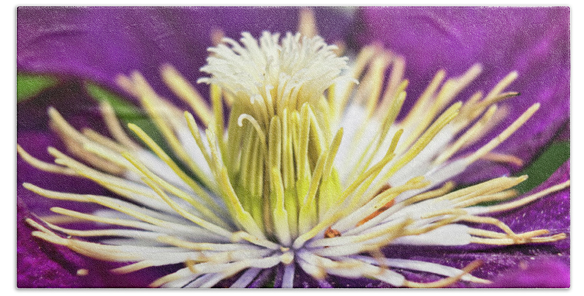 Flowers Beach Towel featuring the photograph Clematis flower close up by MPhotographer