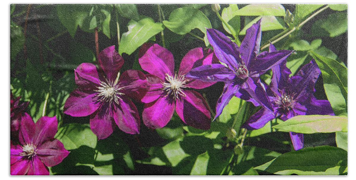 Flowers Beach Sheet featuring the photograph Clematis Flowers by Yvonne Wright