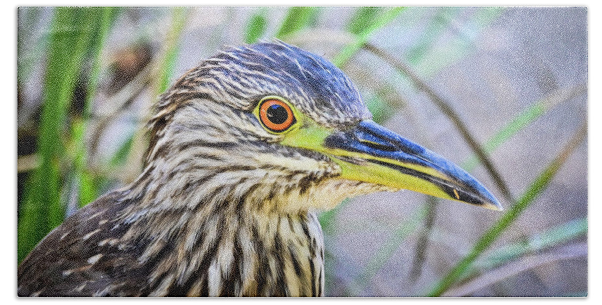 Bird Beach Towel featuring the photograph Close up of Yellow crowned night heron by Ed Stokes