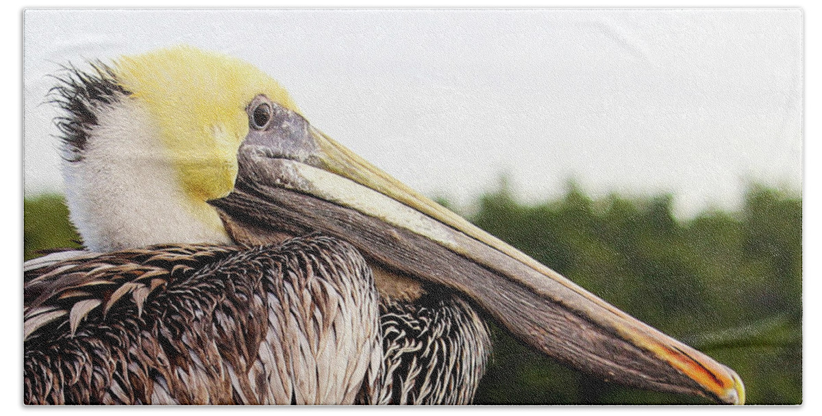 Brown Pelicans Beach Towel featuring the photograph Close Up with Pellie by Joanne Carey