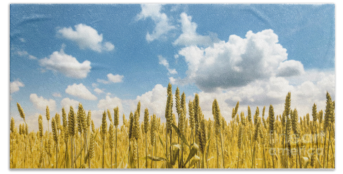 Wheat Beach Towel featuring the photograph Closeup of golden wheat ears in field in summer season by Jelena Jovanovic