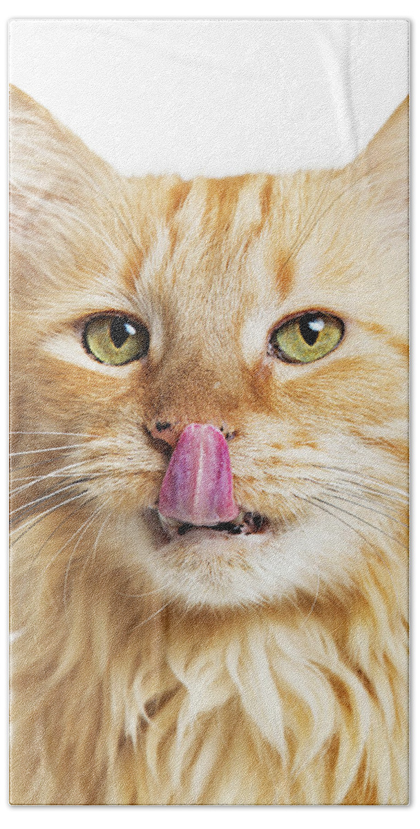 Animal Beach Towel featuring the photograph Closeup Orange Hungry Cat Over White by Good Focused