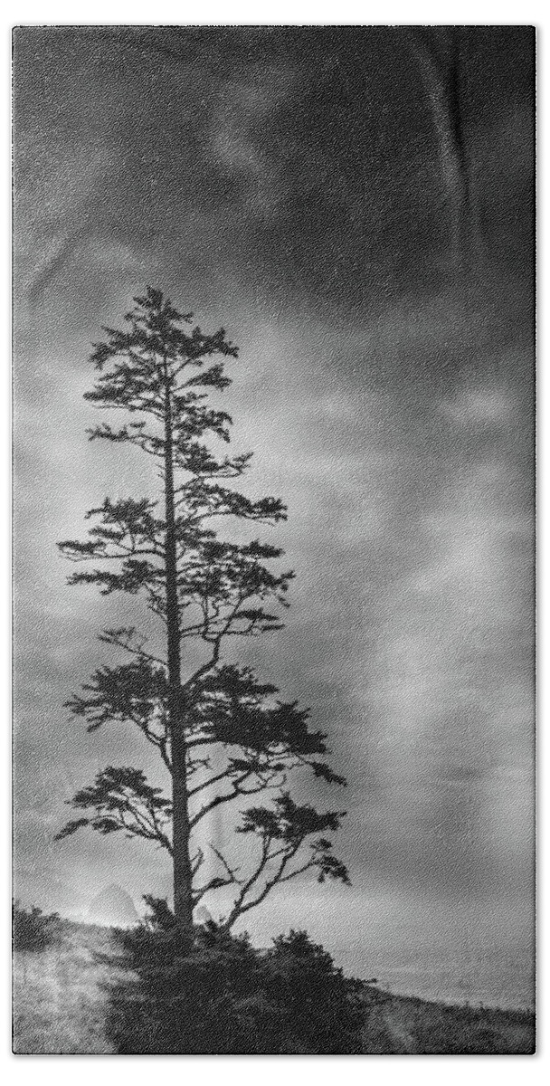 Coastal Pine Beach Towel featuring the photograph Coastal Pine by David Patterson