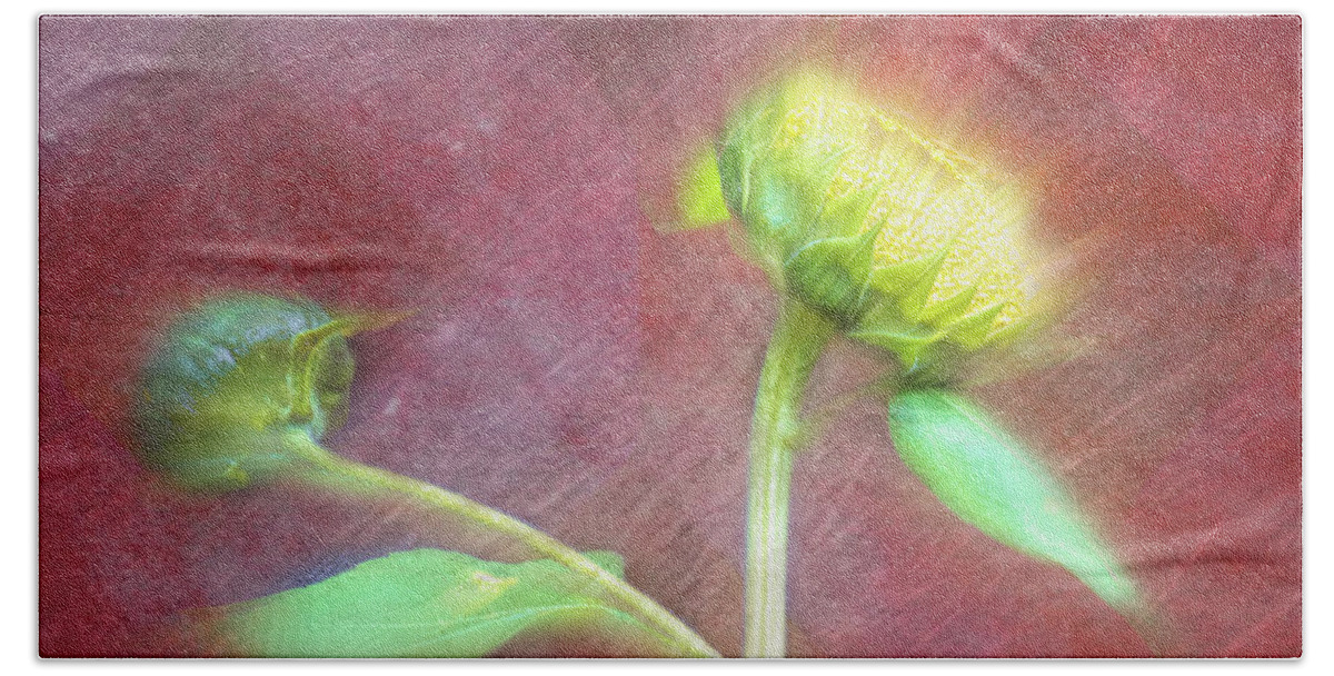 Sunflower Beach Towel featuring the photograph Colorful Bursting Sunflower by Debra Martz