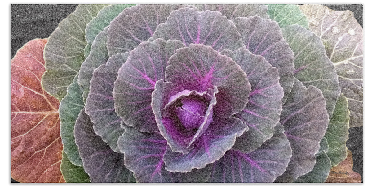 Duane Mccullough Beach Towel featuring the photograph Colorful Cabbage Clear by Duane McCullough