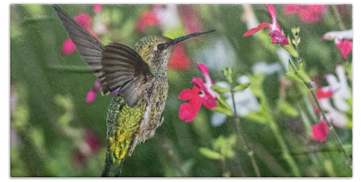 Hummingbird Beach Towel featuring the photograph Colorful Hummer by Dan McGeorge