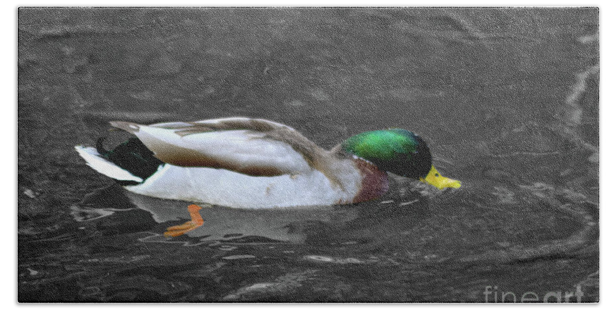 Mallard Duck Beach Towel featuring the photograph Colour selective of male Mallard duck by Pics By Tony