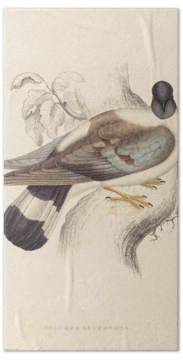 Elizabeth Gould Beach Sheet featuring the painting Columba Leuconota Snow Pigeon  by Elizabeth Gould