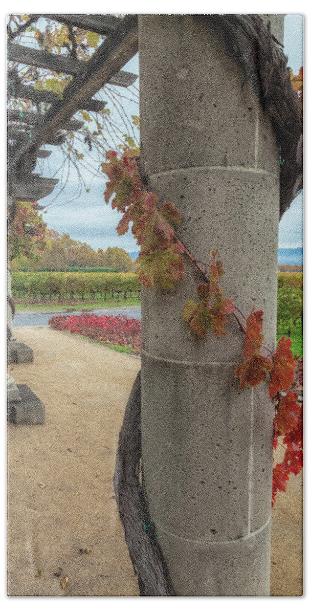 Autumn Beach Towel featuring the photograph Columns With Grapevine by Jonathan Nguyen