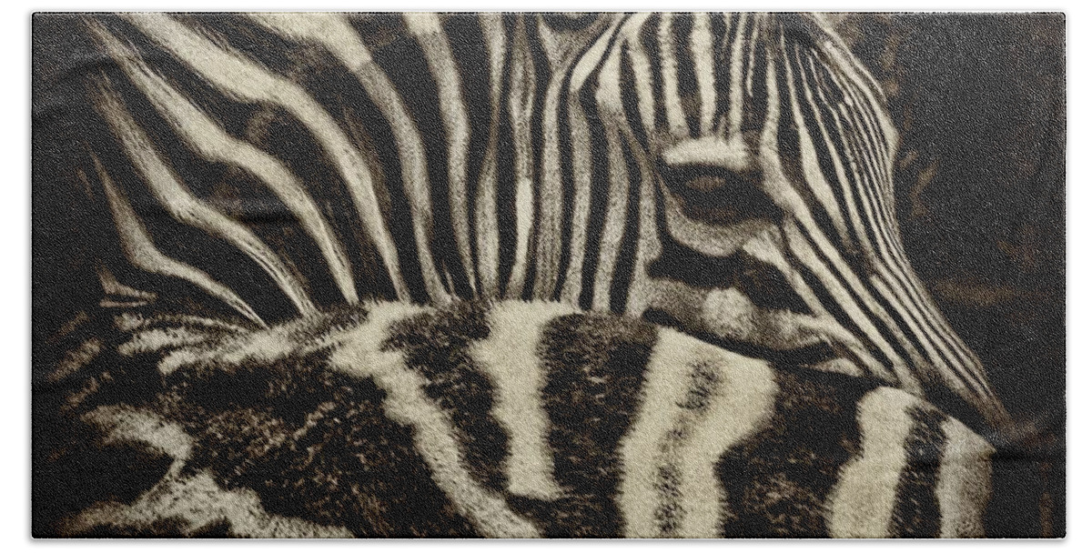 Zebra Beach Towel featuring the photograph Comfort by Andrew Paranavitana