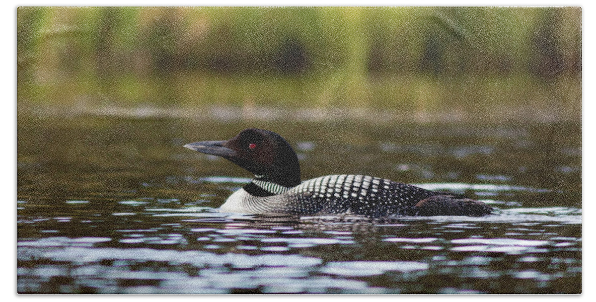 Lake Beach Towel featuring the photograph Common Loon by John Rowe