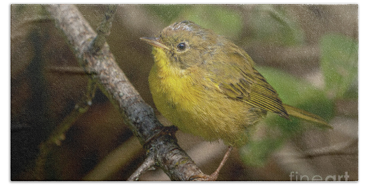 Common Yellowthroat Beach Towel featuring the photograph Common Yellowthroat in Summer by Nancy Gleason