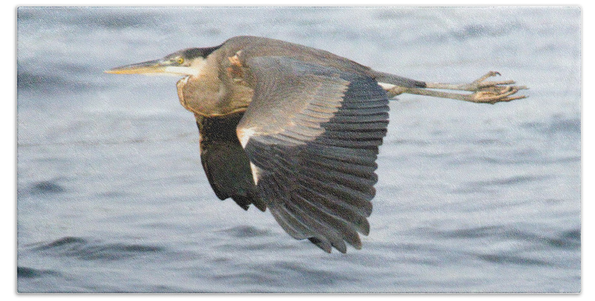 Heron Beach Towel featuring the photograph Conowingo Blue Heron In Flight by Adam Jewell