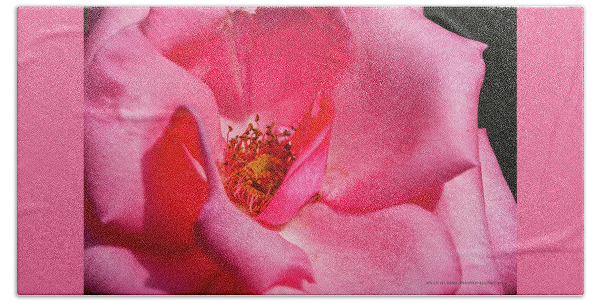 Rose Beach Towel featuring the photograph Contemporary Color Punch by Ryan Huebel