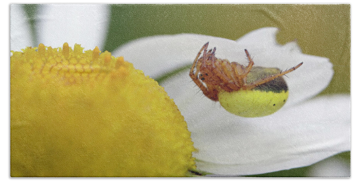  Six Spotted Orb Weaver Beach Towel featuring the photograph Copycat by Jennifer Robin