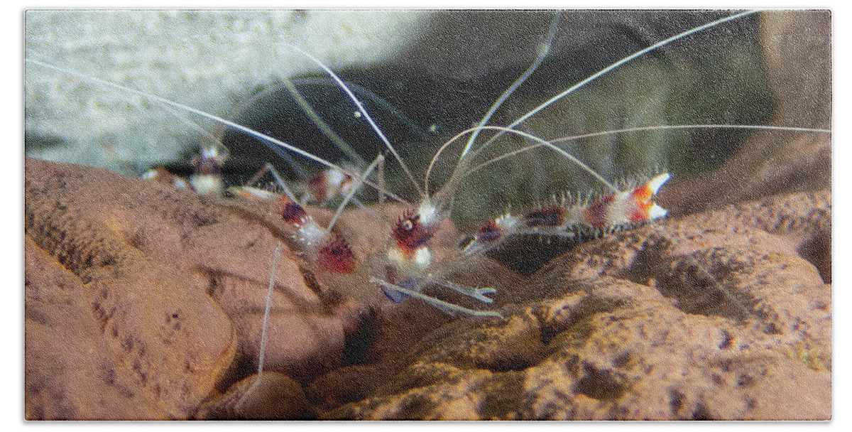 Shrimp Beach Towel featuring the photograph Coral banded shrimp by Brian Weber
