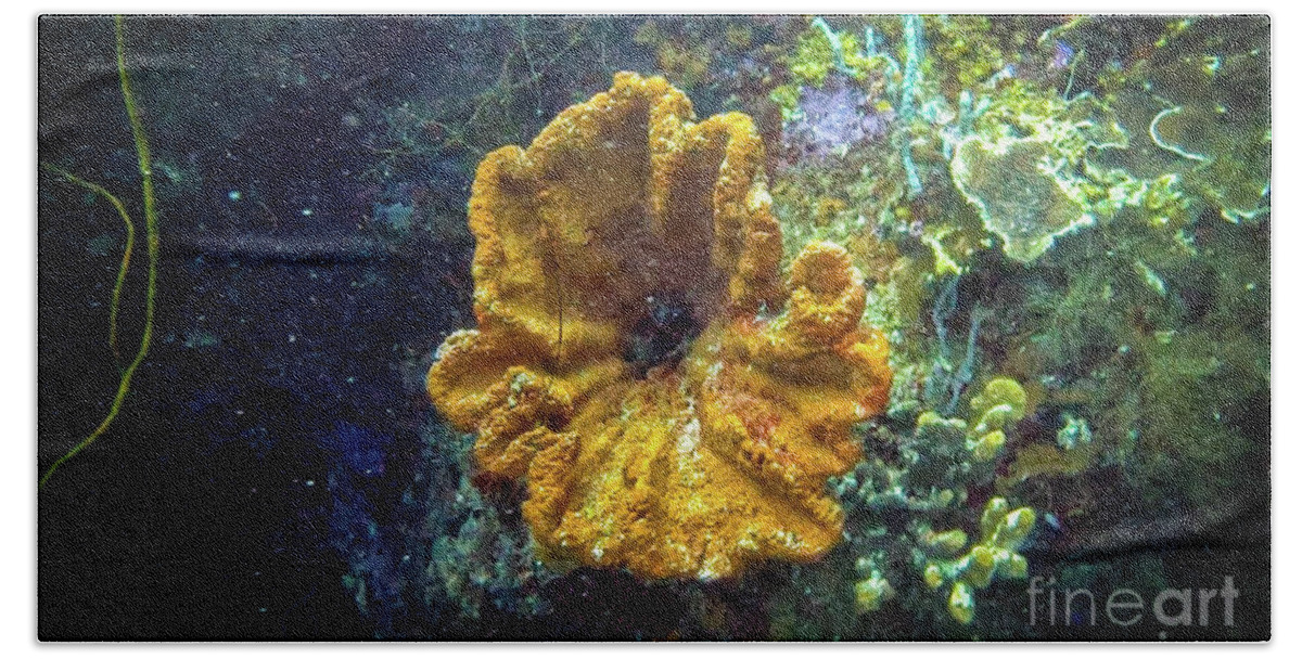 Coral Beach Towel featuring the photograph Coral-Flower by Kip Vidrine