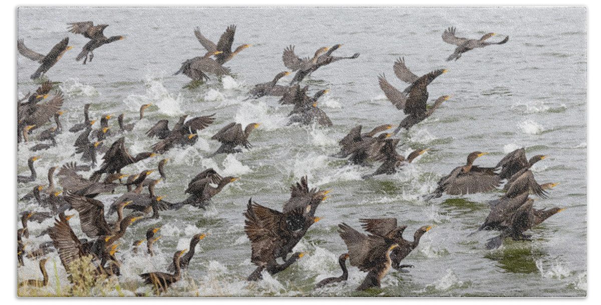 Cormorant Beach Towel featuring the photograph Cormorant Calamity by Tony Hake