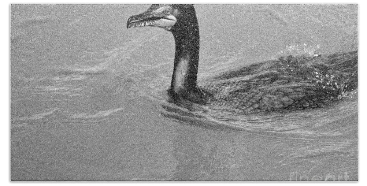 Cormorant Beach Towel featuring the photograph Cormorant In The Susquehanna River Black And White by Adam Jewell