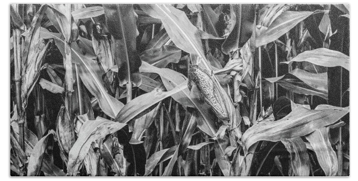 Delaware Water Gap National Park Beach Towel featuring the photograph Corn Field Black and White Photography by Amelia Pearn