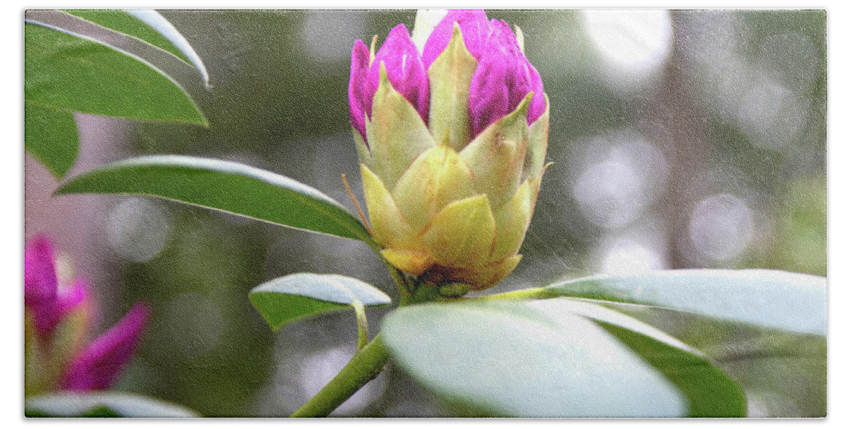 Rhododendron Beach Towel featuring the photograph Cornell Botanic Gardens #5 by Mindy Musick King