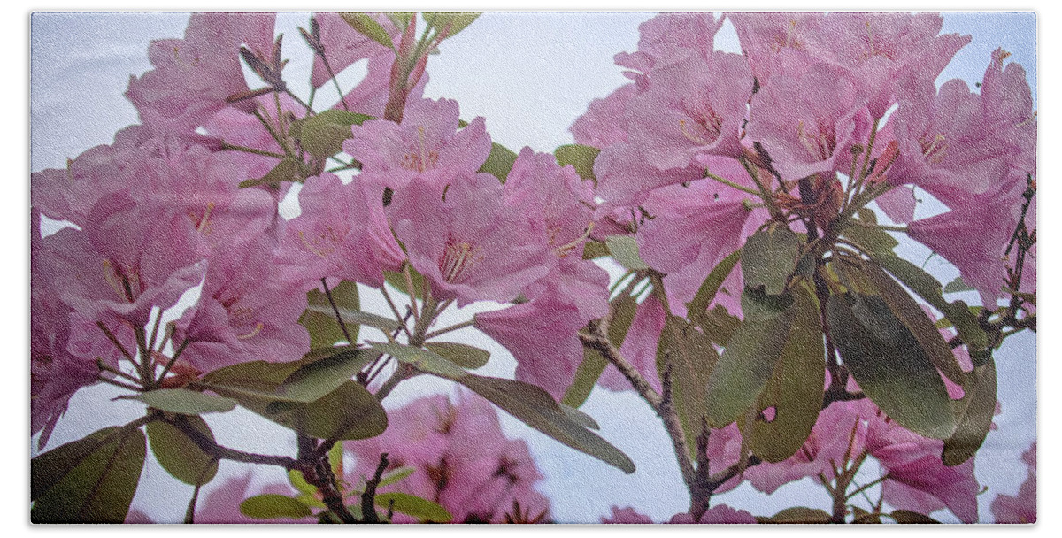 Rhododendron Beach Towel featuring the photograph Cornell Botanic Gardens #6 by Mindy Musick King