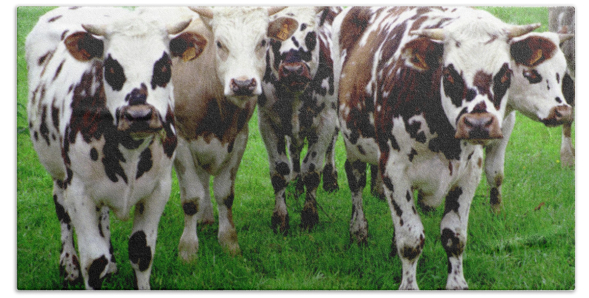 Agriculture Beach Sheet featuring the photograph Cow Group by Frank DiMarco