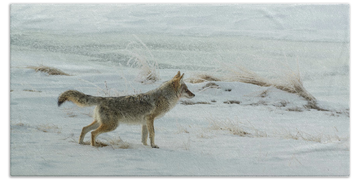 Colorado Beach Towel featuring the photograph Coyote - 8962 by Jerry Owens