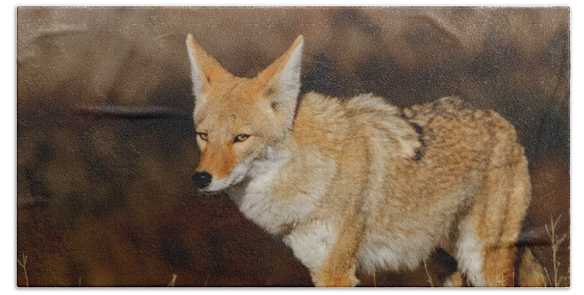 Coyote Beach Towel featuring the photograph Coyote by Gary Langley
