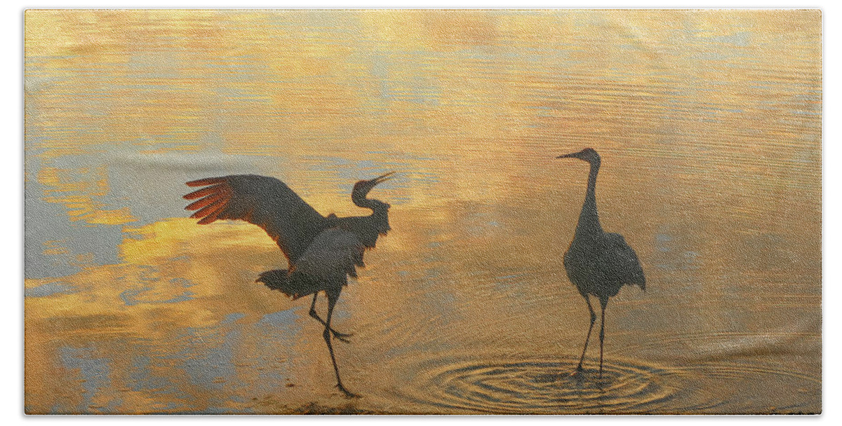 Crane Beach Towel featuring the photograph Crane Mating Dance #3 by Jerry Griffin