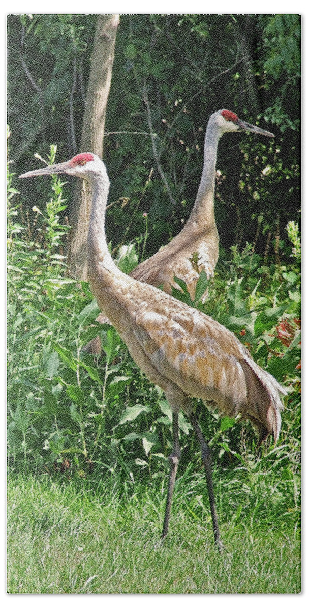 Birds Beach Sheet featuring the photograph Cranes at Acewood Basin by Janis Senungetuk