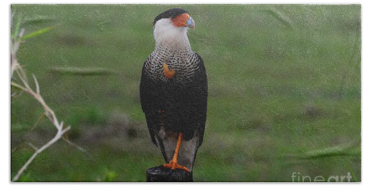 Crested Caracara Beach Towel featuring the photograph Crested Caracara by Steve Brown