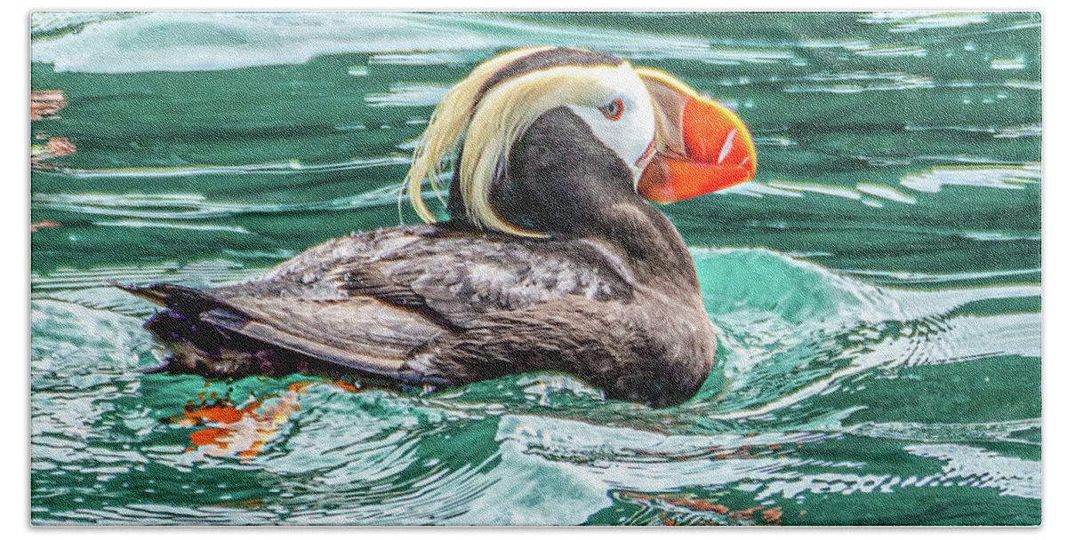 Crested Beach Towel featuring the photograph Crested or Tufted Puffin by Douglas Wielfaert