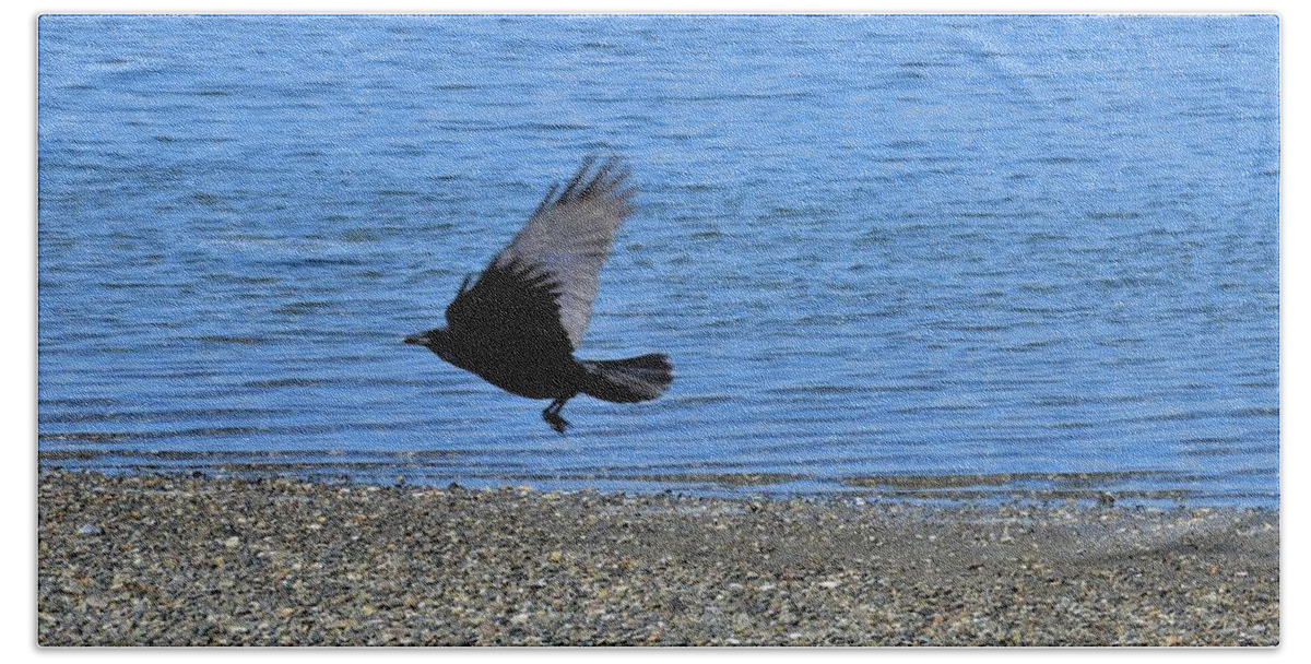 Crow Beach Towel featuring the photograph Crow Explores Rocky Beach by James Cousineau