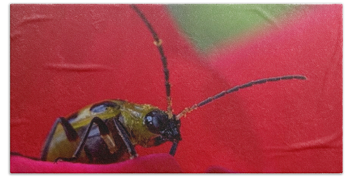 Beetle Beach Towel featuring the photograph Cucumber Beetle 3 by Catherine Wilson