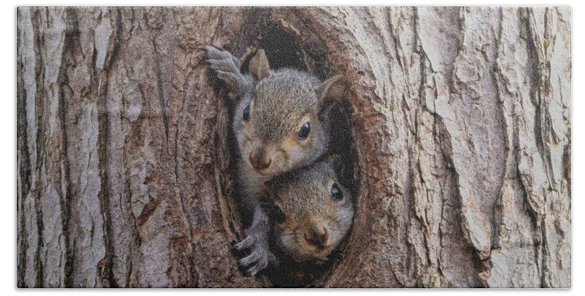 Squirrels Beach Towel featuring the photograph Curiosity.  Two Little Squirrels by Carol Senske