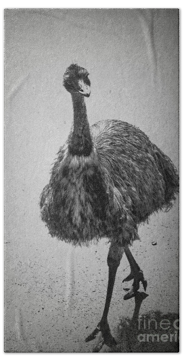 Emu Beach Towel featuring the photograph Curious Emu by Elaine Teague