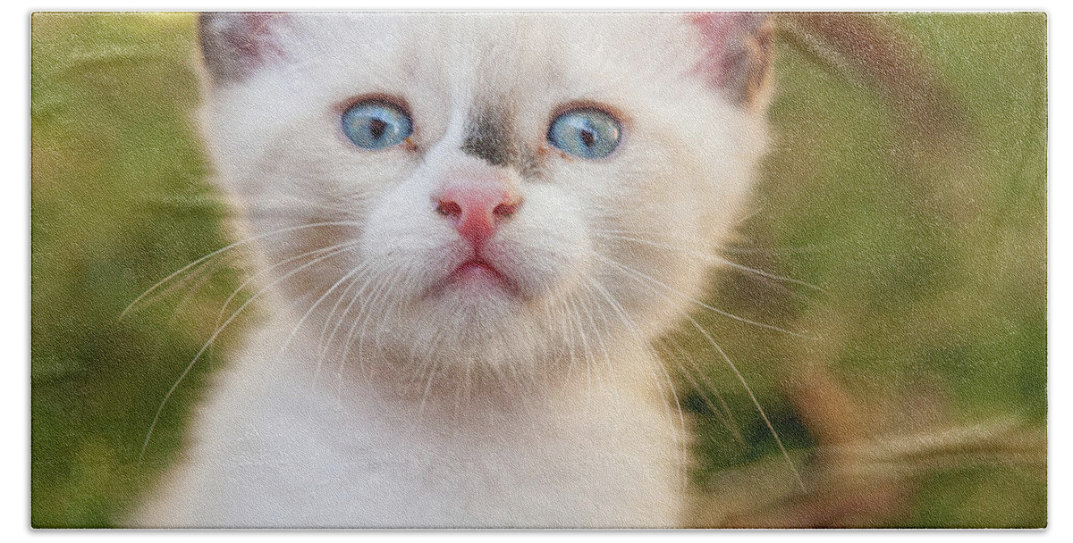 Animal Beach Towel featuring the photograph Cute 2 month old white kitten by Ian Middleton