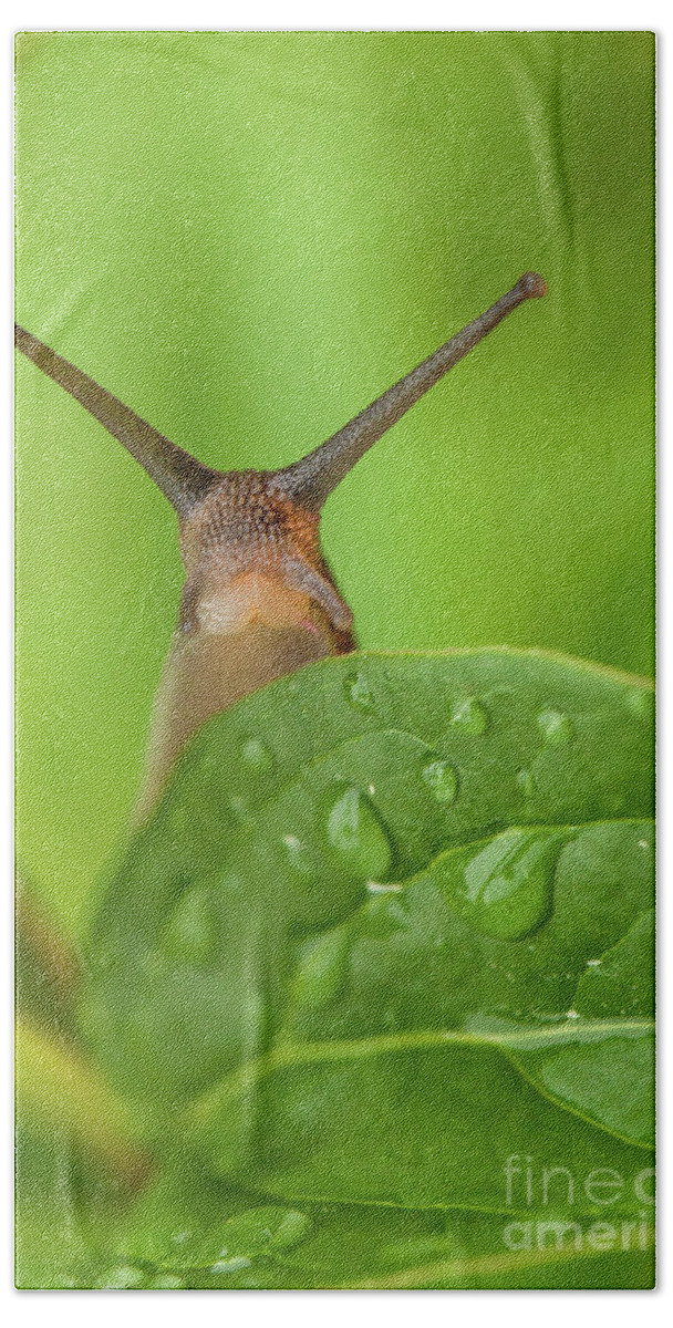 Garden Beach Towel featuring the photograph Cute garden snail long tentacles on leaf by Simon Bratt