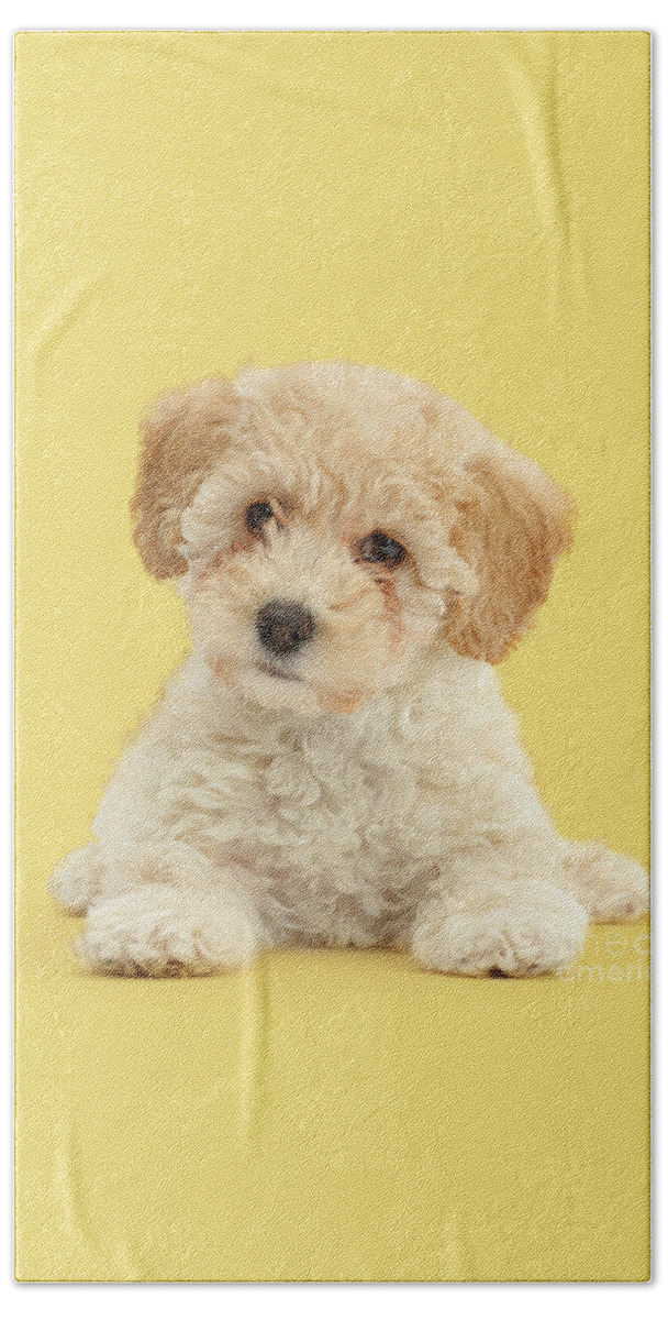 Cute Beach Towel featuring the photograph Cute Poochon puppy by Warren Photographic