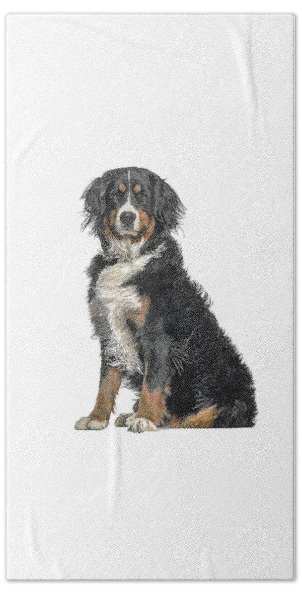 Bernese Mountain Beach Towel featuring the painting Cutest, Bernese Mountain Dog by Custom Pet Portrait Art Studio