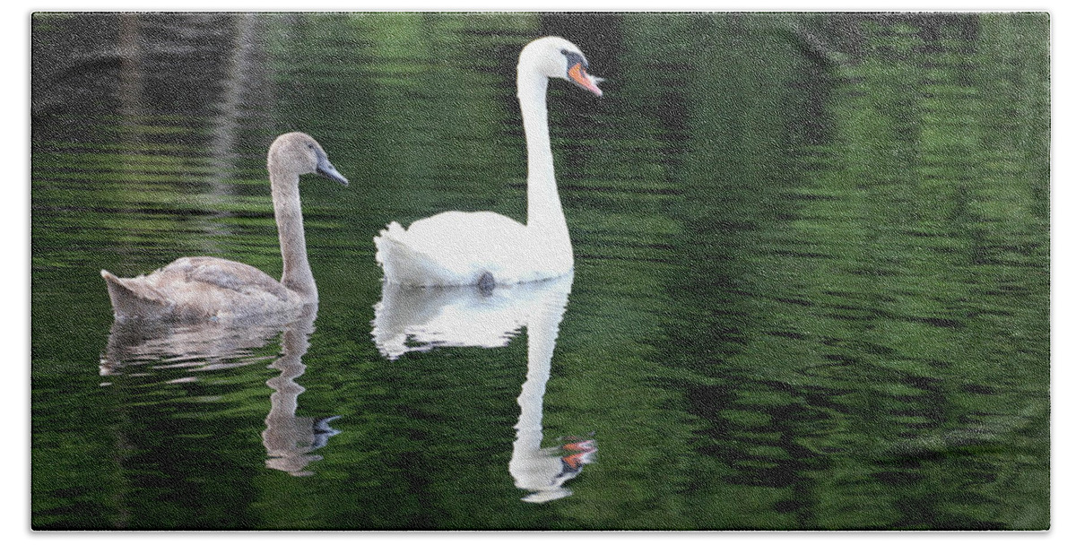 Spring Lake Park Beach Towel featuring the photograph Cygnet with Mom by Robert Carter