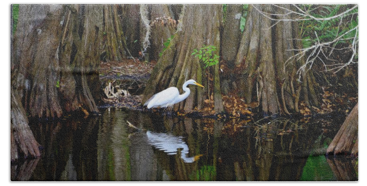 Swamps Beach Towel featuring the photograph Cypress by Alison Belsan Horton