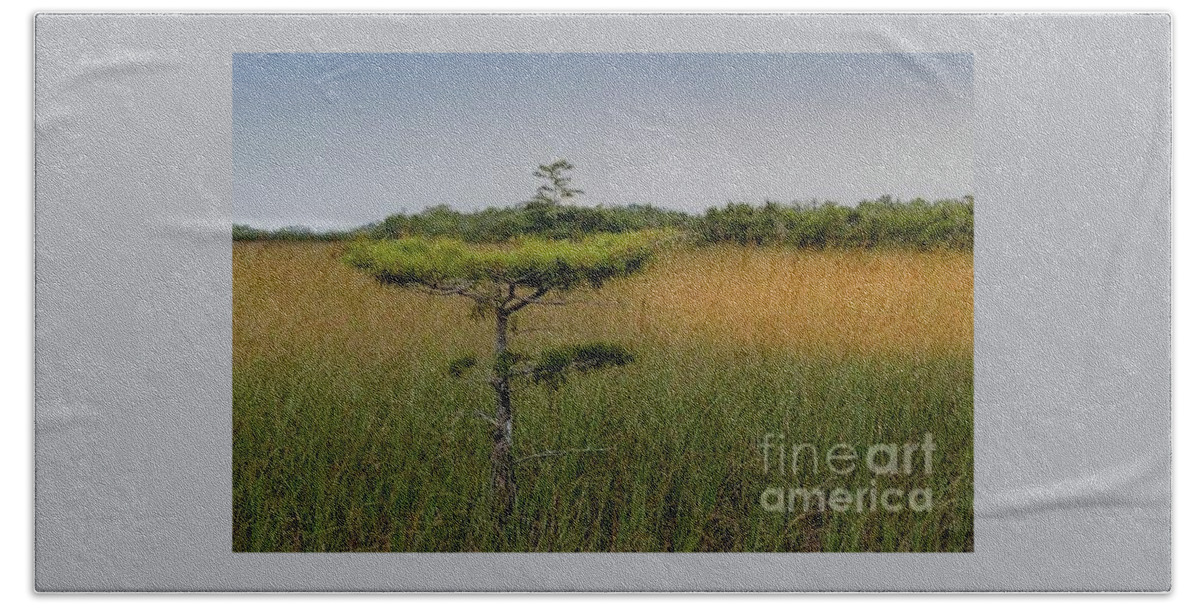 Cypress Beach Towel featuring the photograph Cypress in the Glades by Patti Powers